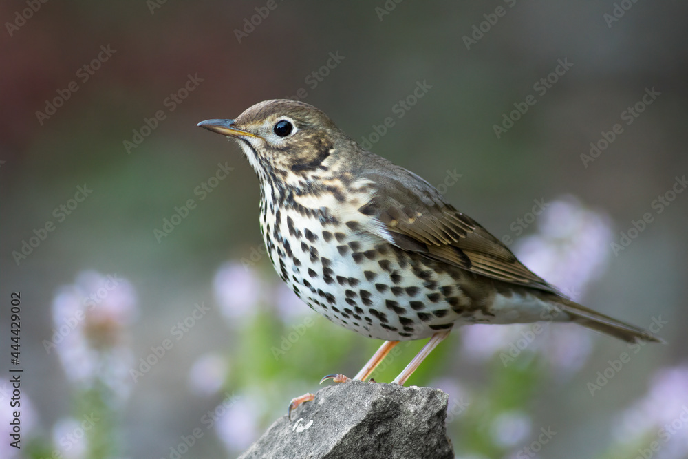 Song thrush Song thrush