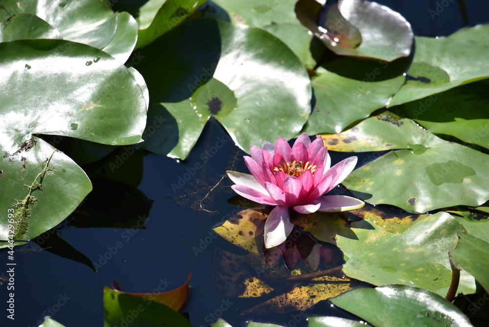Lotus flower in pond at Lotus flower in pond at