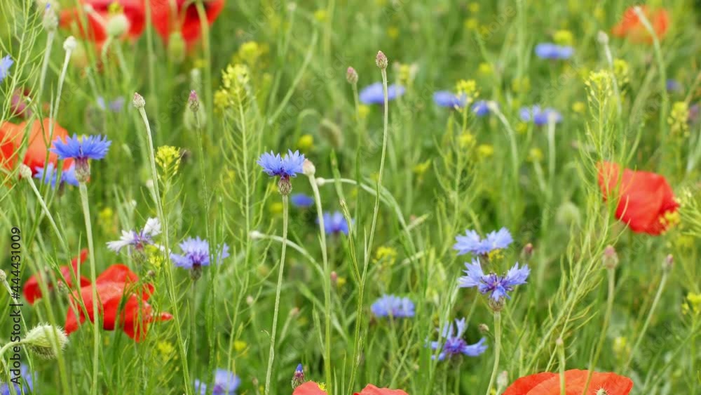 Beautiful summer flowers red, blue, purple develop in the wind in a field on a bright sunny day. Close-up of red flowers, poppies, cornflowers, the delphinium. Beautiful summer flowers red, blue, purple develop in the wind in a field on a bright sunny day. Close-up of red flowers, poppies, cornflowers, the delphinium.