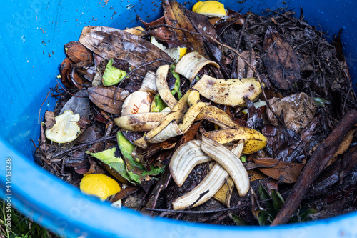 Banana peel added as part of organic green ingredients in compost bin. Good source of natural fertilizer