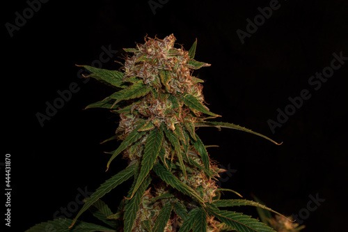 Flower of medical marijuana of competition of premium quality. Closed plane with black background of main flower with resin and typical flower stadium colors.