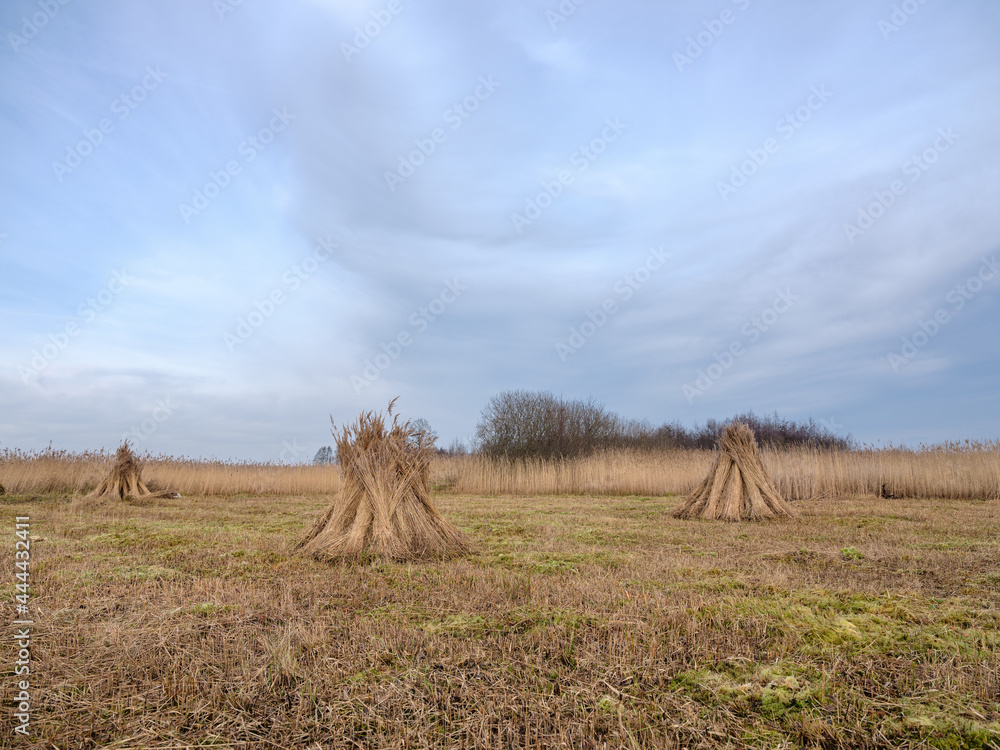 Riet oogst in Steenwijkerland, Overijssel Province, The Nethetrlands ||  Reed harvest in Steenwijkerland, Overijssel Province, The Nethetrlands