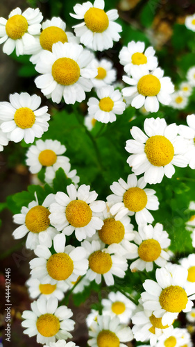Floral background from white daisies. Field daisies in the garden bed.