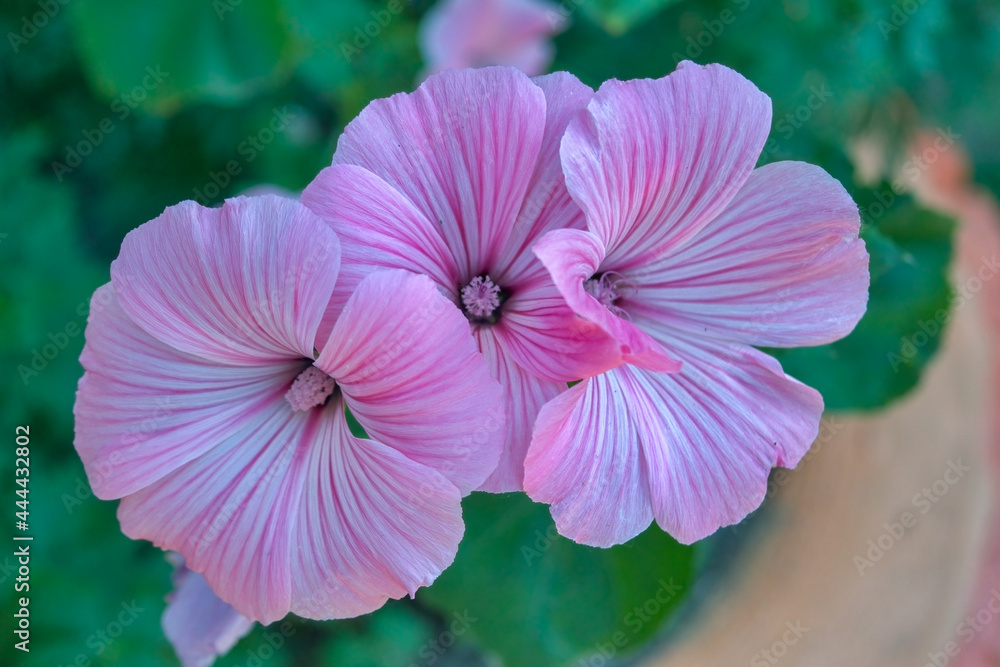 A beautiful sweet pink hollyhock flower with green background. A beautiful sweet pink hollyhock flower with green background.