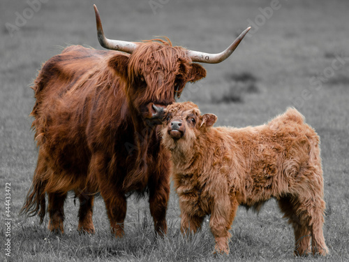 Photo Scottish highland cow and calf