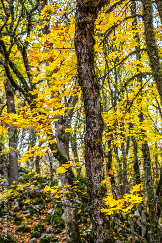 acorn and autumn color