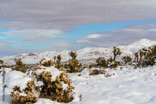 Snowy landscape at Joshua Tree National Park