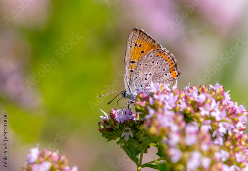 A beautiful Common blue butterfly sits on a blooming oregano