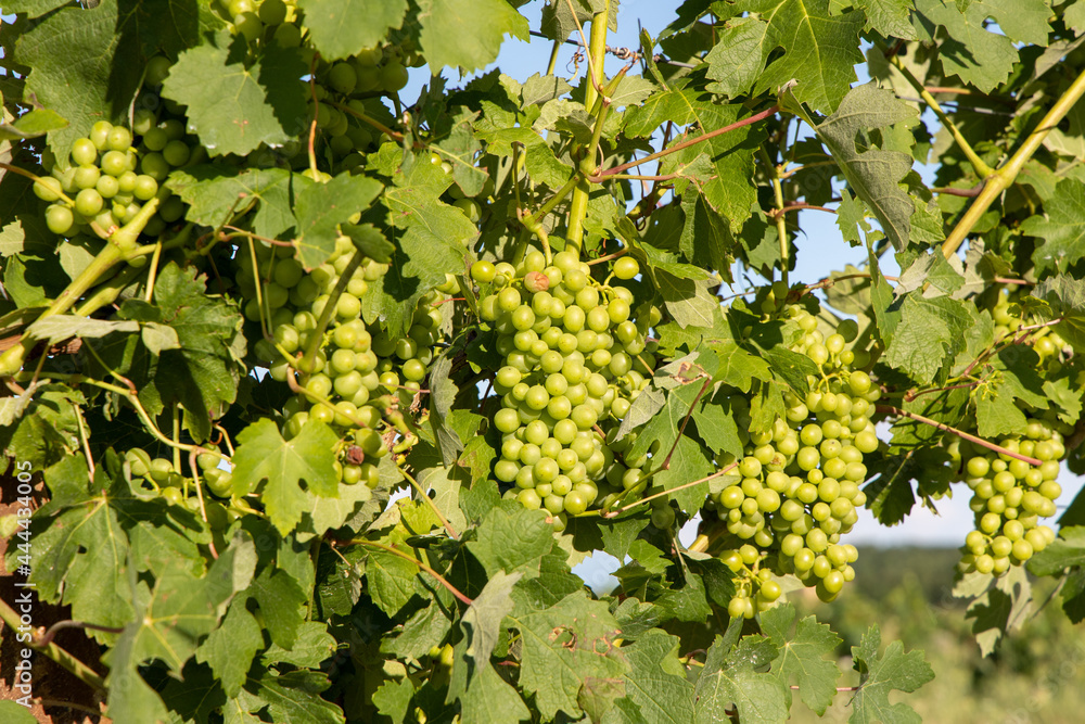 Vineyards in Monferrato Piedmont Italy summer day