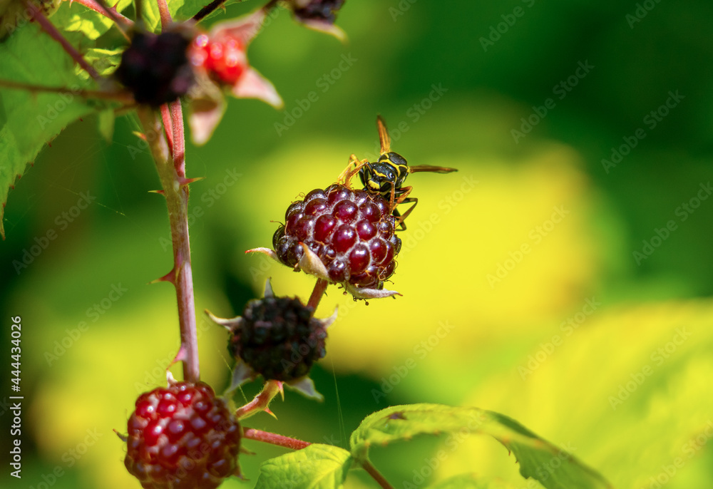 The wasp bites through a ripe blackberry berry and drinks the juice destroying the crop The wasp bites through a ripe blackberry berry and drinks the juice destroying the crop