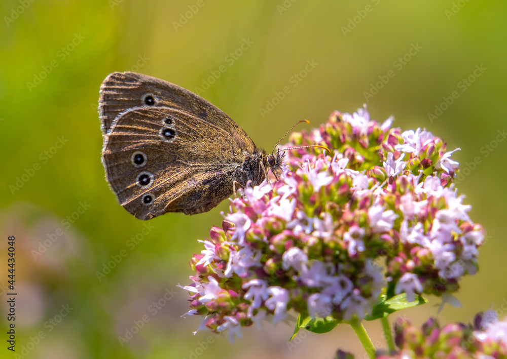 A beautiful brown butterfly sits on a blooming oregano A beautiful brown butterfly sits on a blooming oregano