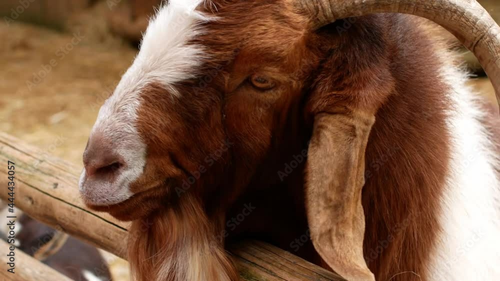 A beautiful shaggy mountain goat of whitebrown color looks into the