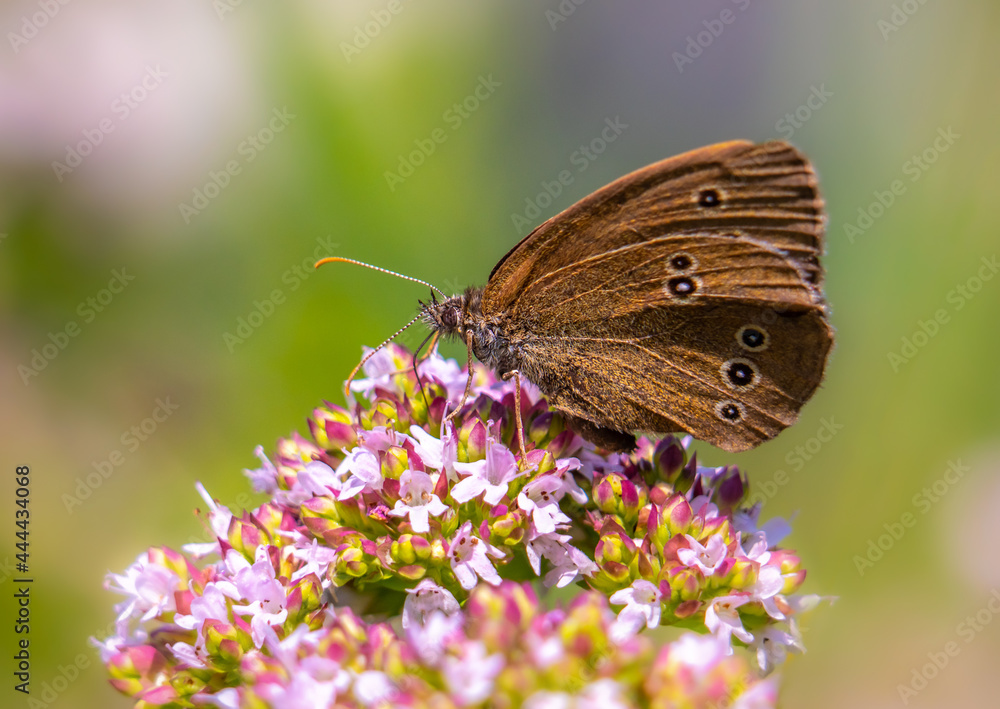 A beautiful brown butterfly sits on a blooming oregano A beautiful brown butterfly sits on a blooming oregano