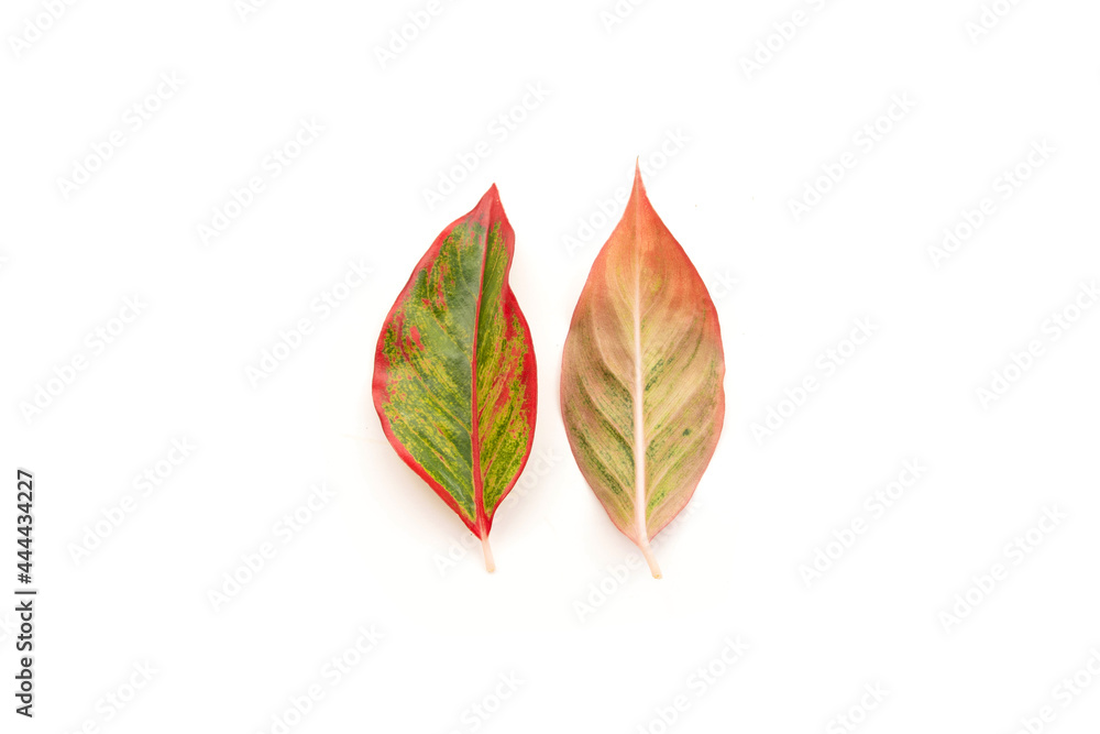 Naklejka premium leaves isolated on white