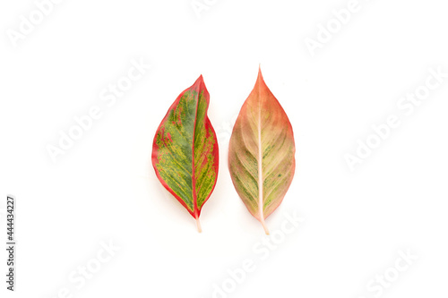 leaves isolated on white