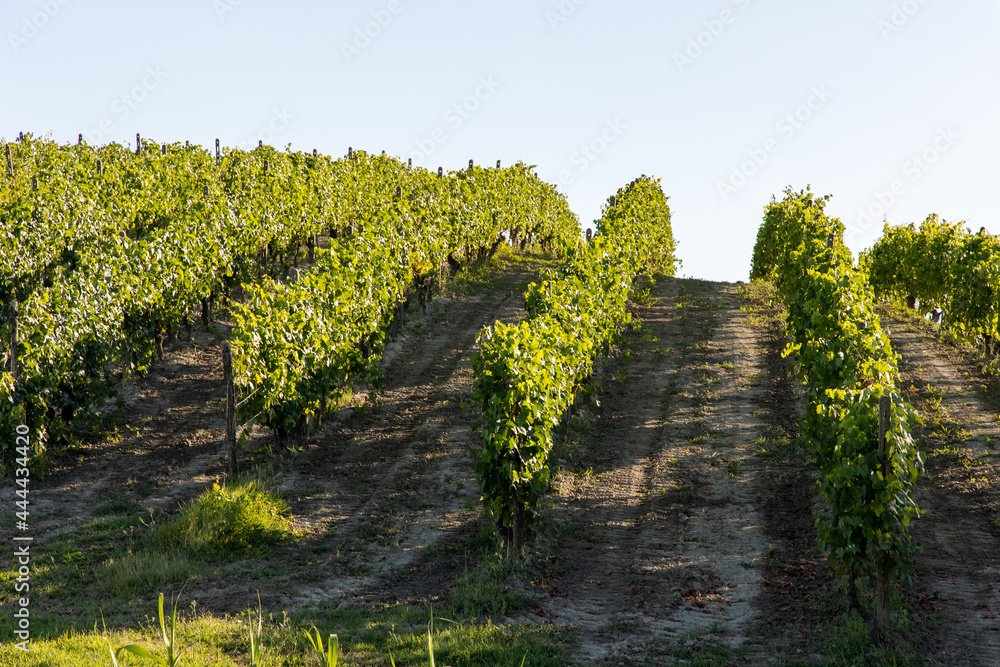 Vineyards in Monferrato Piedmont Italy summer day Vineyards in Monferrato Piedmont Italy summer day