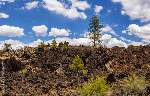 Pine Tree Growing Amidst a Lava Flow At Sunset Crater National Monument  Arizona