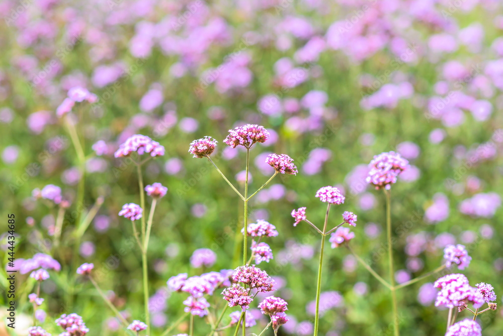Fototapeta premium lavender