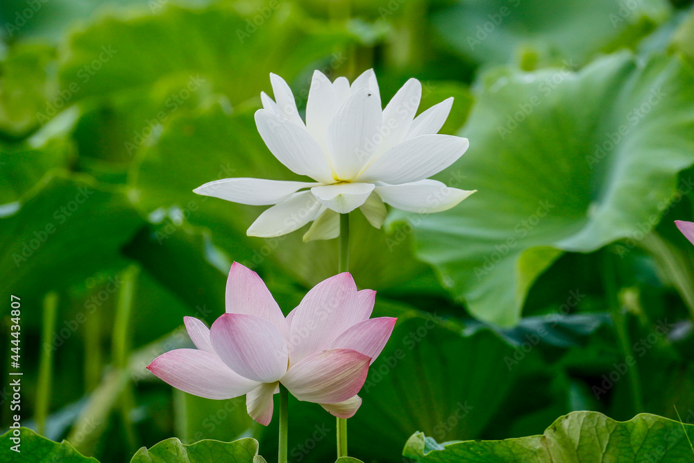July 10, 2021-Sangju, South Korea-A View of colorful lotus and wide reservoir at Gonggeomji reservoir in Sangju, South Korea. Gonggeomji Reservoir is an irrigation reservoir used watering the rice pad July 10, 2021-Sangju, South Korea-A View of colorful lotus and wide reservoir at Gonggeomji reservoir in Sangju, South Korea. Gonggeomji Reservoir is an irrigation reservoir used watering the rice pad