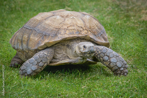 A close up full portrait of a very large tortoise walking towards the camera