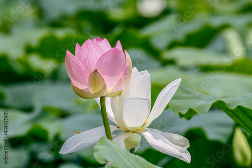 July 9  2021-Sangju  South Korea-Lotus flowers are in full bloom in a pond at Sangju in South Korea s largest colony of the Jisan-ri. Every July to August is South Korea lotus blooming season.