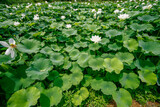 July 9, 2021-Sangju, South Korea-Lotus flowers are in full bloom in a pond at Sangju in South Korea's largest colony of the Jisan-ri. Every July to August is South Korea lotus blooming season.