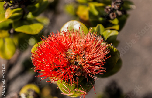 Tropical Ohia a Lehua Flower on The Floor of Kilauea Iki Crater, Hawaii Volcanoes National Park, Hawaii Island, Hawaii, USA photo