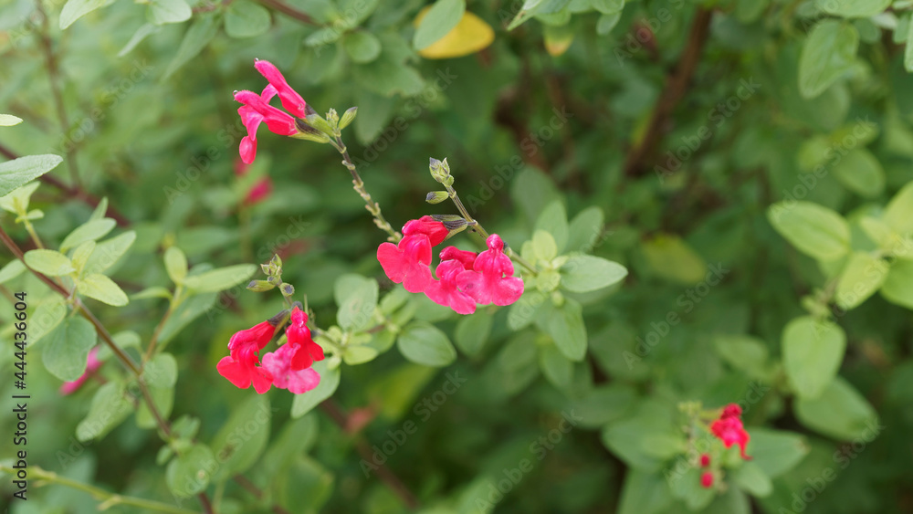 Salvia microphylla 'grahamii' | Johannisbeer-Salbei oder Kleinblaettriger Salbei mit hellrosa bis dunkelrosa Quirlen Blumen am Ende der Zweige Salvia microphylla 'grahamii' | Johannisbeer-Salbei oder Kleinblaettriger Salbei mit hellrosa bis dunkelrosa Quirlen Blumen am Ende der Zweige