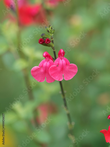 Salvia microphylla 'grahamii' | Johannisbeer-Salbei | Kleinblaettriger Salbei | Myrten-Salbei | Roter Strauchsalbei - Zierstrausch mit kleine rosa Blüten
