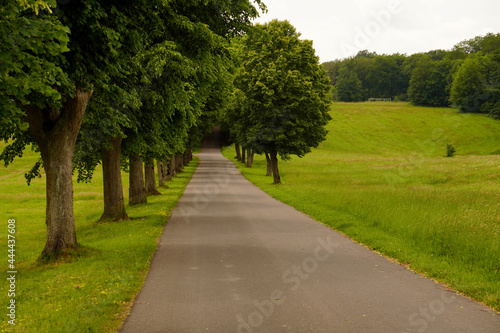 Baumallee in der Eifel 