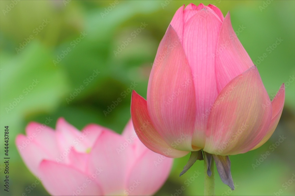 Fototapeta premium ハスの花とつぼみ