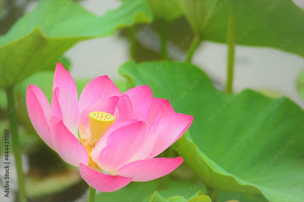 ハスの花(蓮華)アップ② ハスの花(蓮華)アップ②