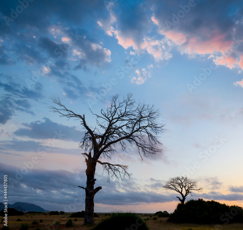 alone tree silhouette on the cloudy sky background  early morning natural scene