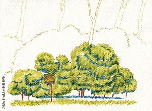 An abstract landscape of a group of trees and bushes. Hand-drawn mixed media illustration, watercolor and watersoluble pencils, isolated in white background.  photo