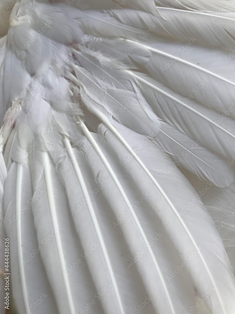 Obraz premium close up of white feathers