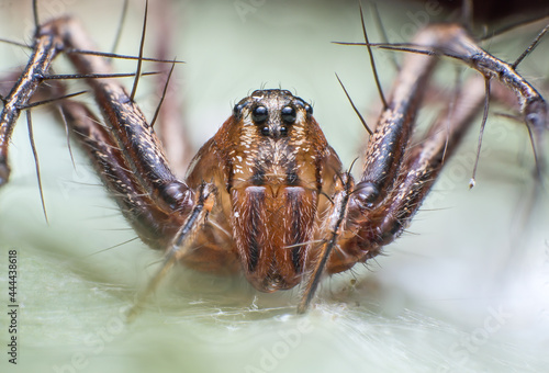 Beautiful macro of insects
