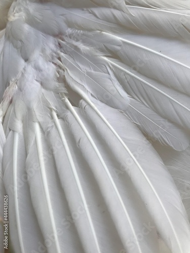Wallpaper Mural close up of white feathers Torontodigital.ca