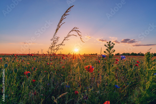 Frühling