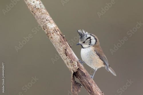 European crested tit Lophophanes cristatus in close view perched