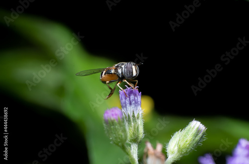 Beautiful macro of insects