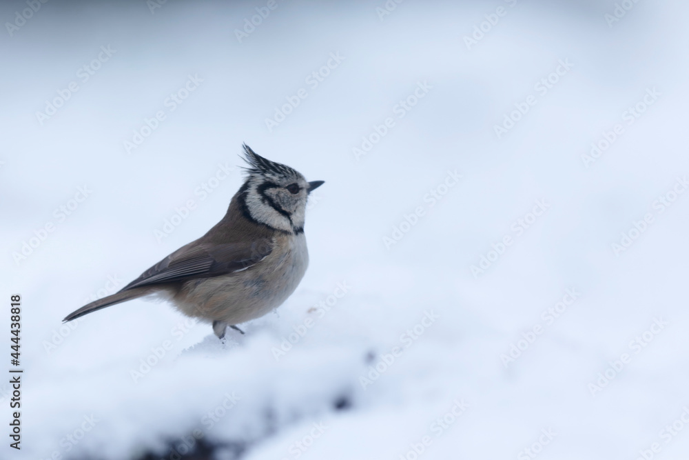 European crested tit Lophophanes cristatus in close view perched European crested tit Lophophanes cristatus in close view perched