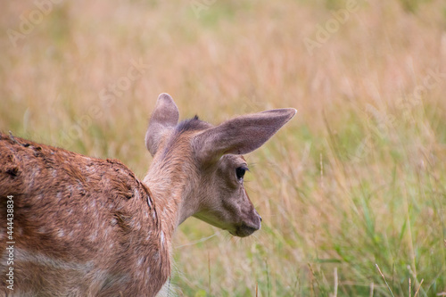 A white-tailed deer fawn with spots
