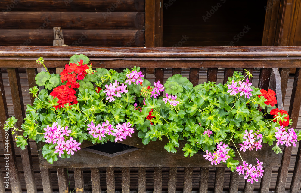Red and pink geraniums in a rustic wooden planter. Red and pink geraniums in a rustic wooden planter.