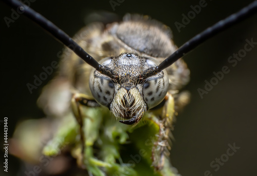 Beautiful macro of insects