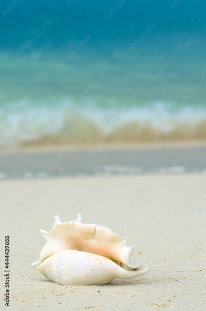 Landscape with shells on tropical beach near shorebreak waves, lipe island Thailand. Landscape with shells on tropical beach near shorebreak waves, lipe island Thailand.