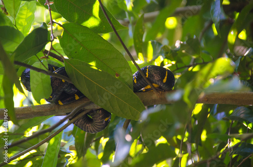 Boiga dendrophilla, yellow ring snake on the branch, southern of Thailand
