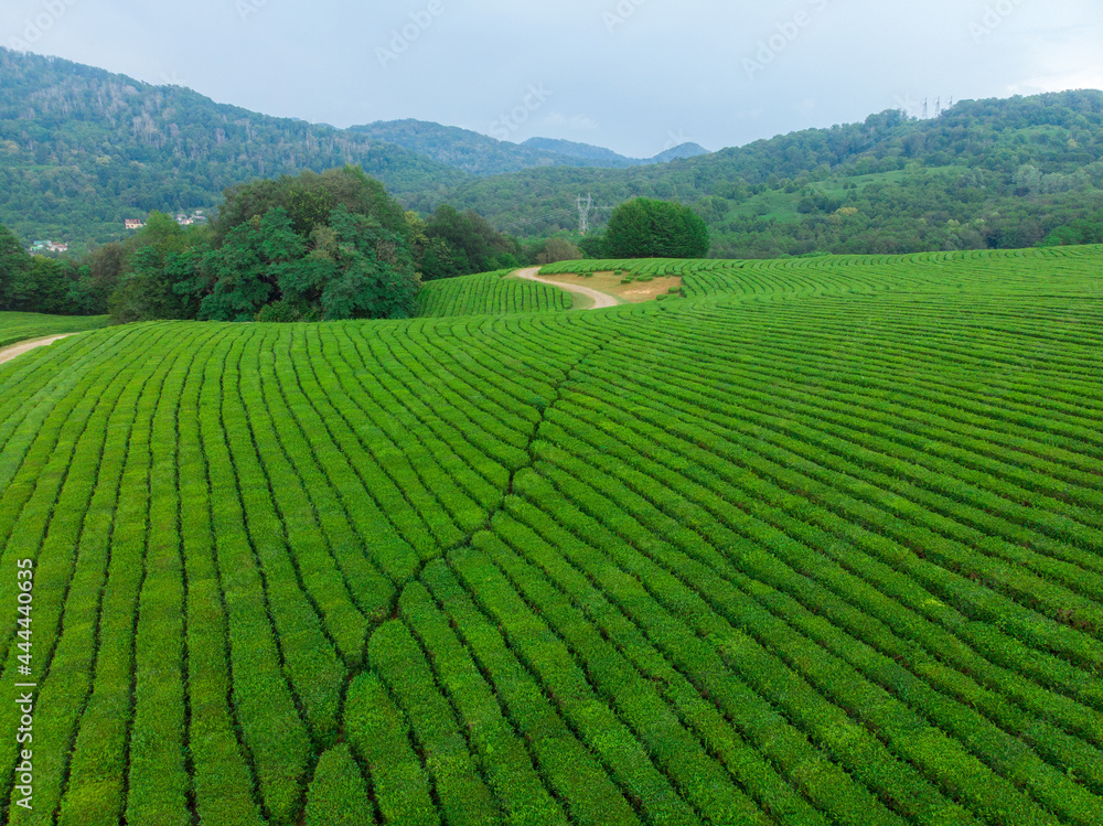 Green cascades of tea plantations high in the mountains. Green tea bushes on a farm in Sochi Green cascades of tea plantations high in the mountains. Green tea bushes on a farm in Sochi