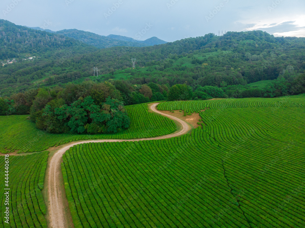 Fototapeta premium Green cascades of tea plantations high in the mountains. Green tea bushes on a farm in Sochi