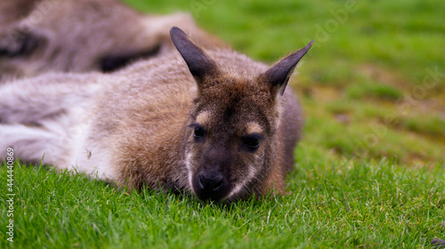 kangaroo in the grass