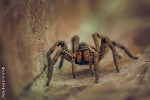 spider standing on the floor, close up. Macro photography. Wolf spider. Lycosa erythrognatha 